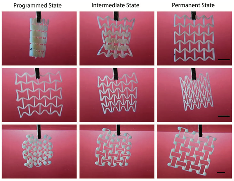 A 4D-printed auxetic metamaterial shown in its programmed, intermediate, and permanent states as it transforms