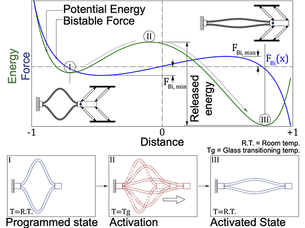 Potential-energy and force curves of the bistable element versus distance, showing the asymmetric barrier and released energy, with programmed, activation, and activated states of the shape-memory muscle below