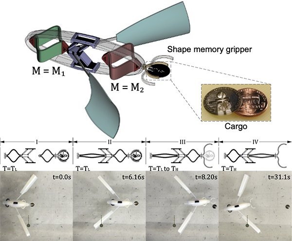 A cargo-carrying swimmer with a shape-memory gripper and its sequence of swimming out, releasing the cargo, and returning