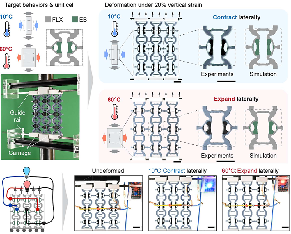 A 2D metamaterial that contracts laterally under vertical compression at 10C and expands laterally at 60C, with experiment and simulation of the unit cells