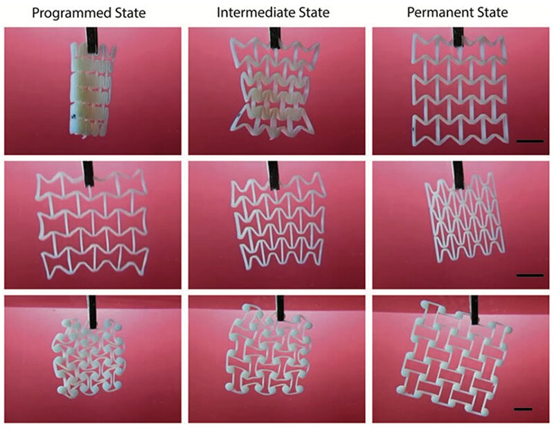 A 4D-printed auxetic metamaterial shown in its programmed, intermediate, and permanent states as it transforms