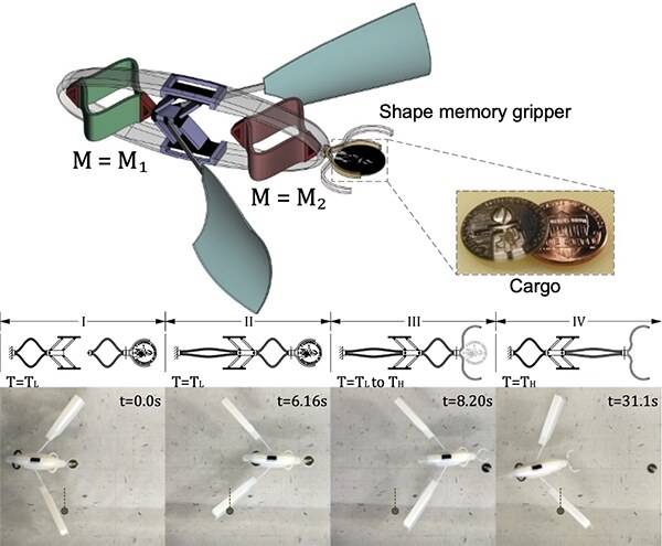 A cargo-carrying swimmer with a shape-memory gripper and its sequence of swimming out, releasing the cargo, and returning