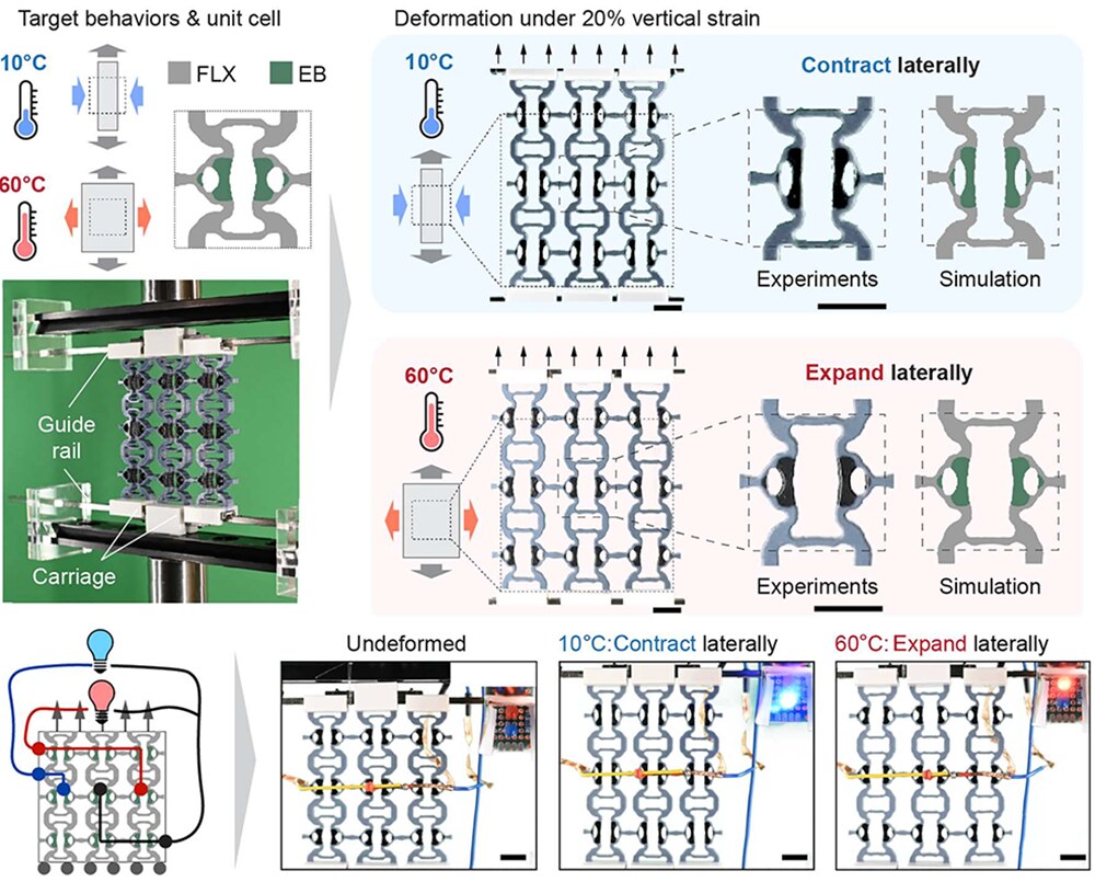 A 2D metamaterial that contracts laterally under vertical compression at 10C and expands laterally at 60C, with experiment and simulation of the unit cells